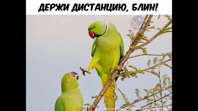 Пикчи на все случаи жизни) смотреть онлайн