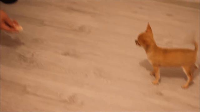 DIAMOND AMULET VICTORY DANCE смотреть онлайн