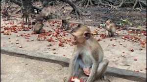 Остров обезьян - Вьетнам