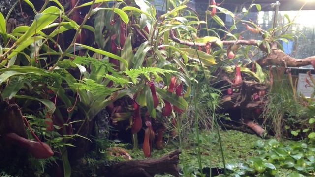 болото с хищными растениями в Аптекарском огороде смотреть онлайн