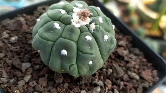 Astrophytum Asterias Kikko Nudum Reviews смотреть онлайн