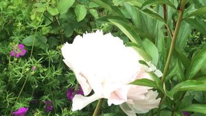 Pivoines herbacées 'Paeonia lactiflora' 'Solange' 'Noémie Demay'  'Shirley Temple''  beauté parsemé