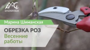 Обрезка роз весной