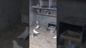 голуби касаны уды Павел Лорей.г.югорск.ХМАО.