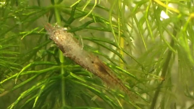 Реанимация креветки / Креветки в аквариуме. Всё о креветках смотреть онлайн