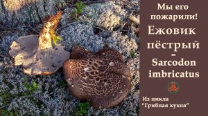 Мы его пожарили! Ежовик пёстрый - Sarcodon imbricatus. "Грибная кухня"