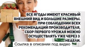 Клубника сказочный сбор - чудо-ягодница сказочный сбор голландская клубника.