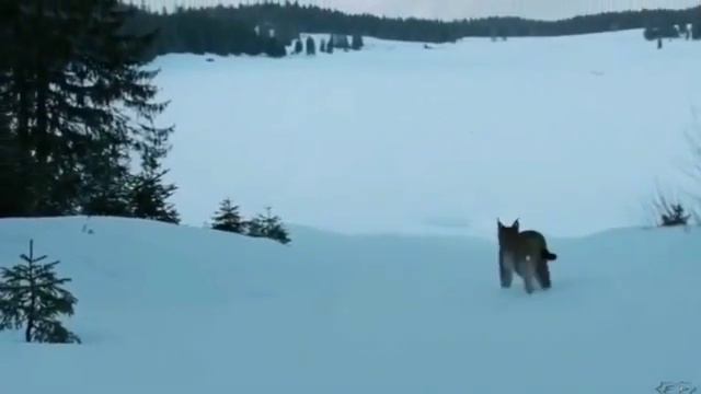 ЗИМНИЙ ЛЕС И ЕГО ОБИТАТЕЛИ. СЛУШАЕМ ХОРОШУЮ МУЗЫКУ. смотреть онлайн