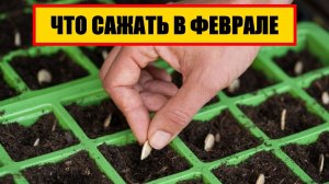 ЧТО САЖАТЬ В ФЕВРАЛЕ || какую рассаду сажают в феврале