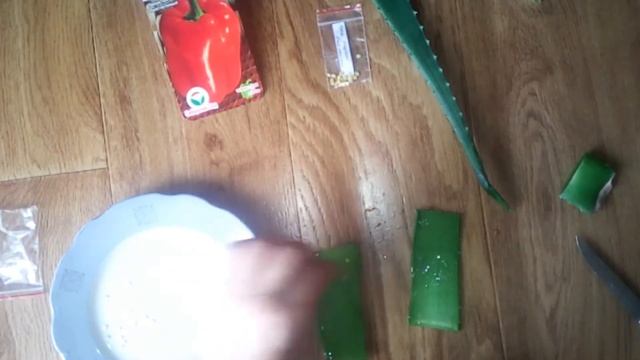 Как замочить семена в листике алоэ. смотреть онлайн