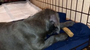 Первая ночь . Клетка для щенка Кане Корсо.