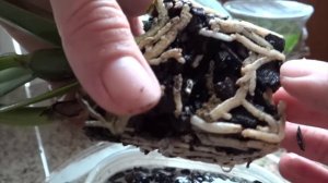 Орхидея Катлея " Руби Рэд" Cattleya "Ruby Red"