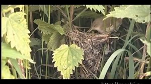 Заповедник "Калужские засеки"