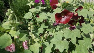 Мальва / Просвирник / Malva / Hollyhock