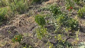 Развлечение в Республике Мордовия г.Ковылкино