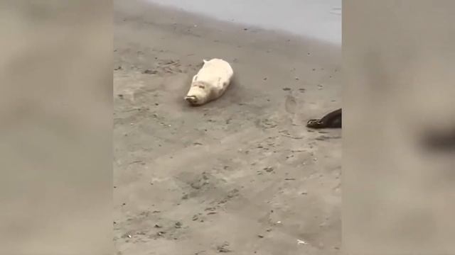 подборка смешных животных под музыку|#3 смешные коты / смешные собаки смотреть онлайн