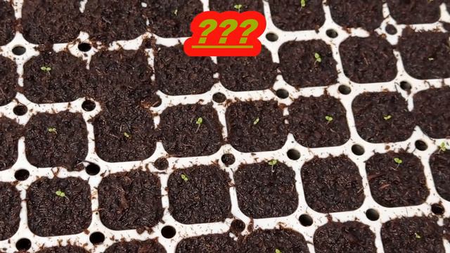 ГЛАВНЫЕ ОШИБКИ НА НАЧАЛЬНОЙ СТАДИИ ВЫРАЩИВАНИЯ ПЕТУНИИ. смотреть онлайн