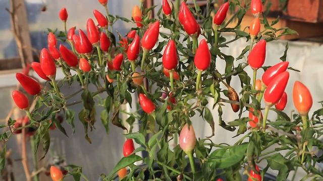 Огород в ноябре / Яркий ноябрь в Калиновке смотреть онлайн