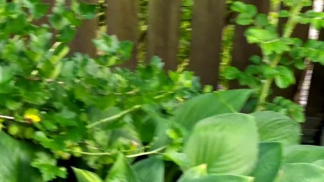 Люблю свою дачу/дачные хлопоты/работы в саду и теплице... смотреть онлайн