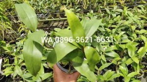 Promo Dendrobium telor Ceplok ( D. Farmery Pink ) Murah Meriah