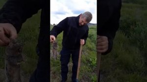 Ловушка для слепыша(крота)