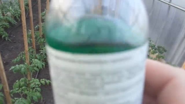 ПЕРВАЯ ПОДКОРМКА ТОМАТОВ В ТЕПЛИЦЕ. Ольга Чернова. смотреть онлайн