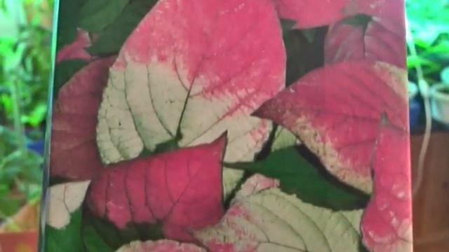 Как подготовить саженцы  к посадке (саженцы плодовых кустарников и деревьев)