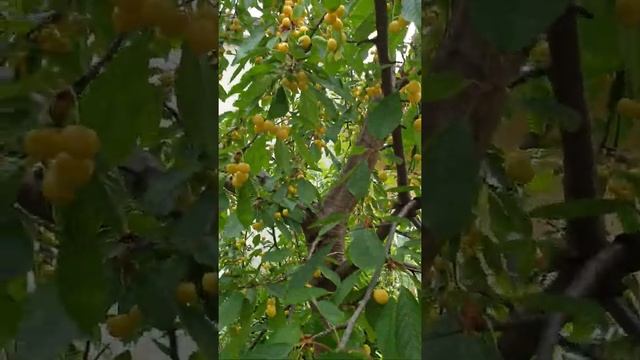 Yellow cherry.Gelbe Kirsche. كرز أصفر . Желтая вишня.