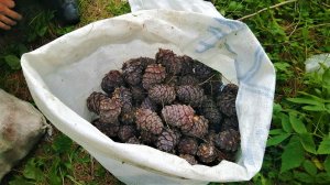 В Нижневартовском районе собрали рекордный урожай кедровых шишек