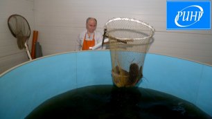 Уникальную рыбу под названием угревидный кларий выращивают на «Акваферме Астапово» в г.о. Луховицы