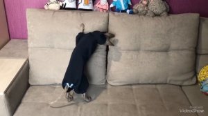 Комбинезон для кота, одежда для сфинксов, handmade pet clothes