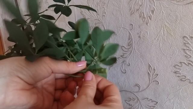 Неприхотливое комнатное растение- Шефлера смотреть онлайн