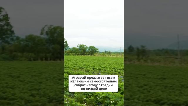 30 тонн клубники планируют собрать молодые фермеры из Южно-Сахалинска  #сахалин  #клубника