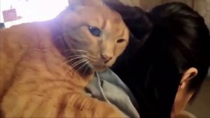 Коты любят своих хозяев