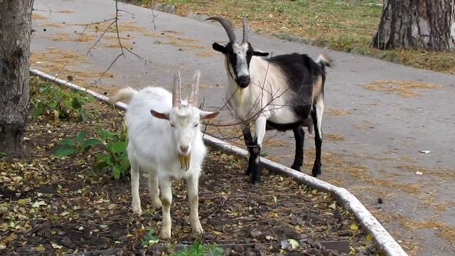 Козы чешут рога, ать-два! смотреть онлайн