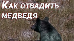 КАК ОТВАДИТЬ МЕДВЕДЯ