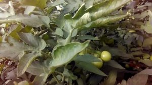 Томат Мамстон