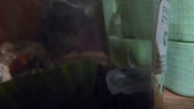 Необычные домашние питомцы? А у вас живёт дома Божья коровка? А у нас живёт! смотреть онлайн