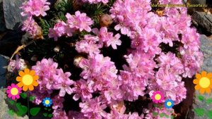 Армерия можжевелолистная Брно. Краткий обзор, описание характеристик armeria juniperifolia Brno