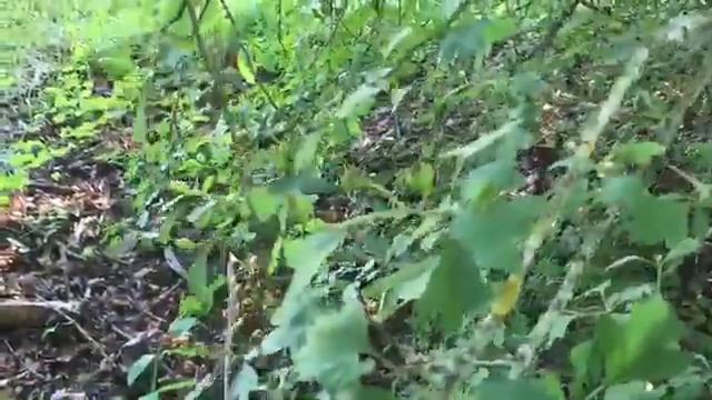 Common Hawthorn (Crataegus monogyna) identification in the wild. смотреть онлайн