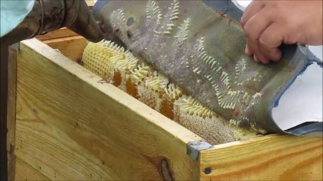 Бортей нет, а бортевой мед есть. смотреть онлайн