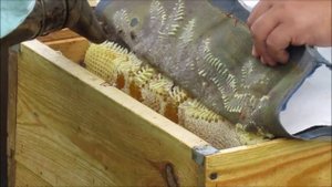 Бортей нет, а бортевой мед есть.