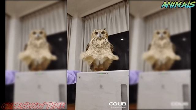 Best Animals Coub #29 | Лучшие кубы с животными №29 (Апрель 2021) смотреть онлайн