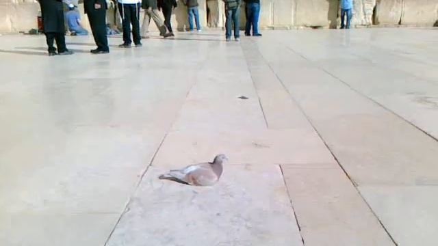 Голубь у Стены плача.. смотреть онлайн