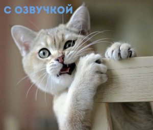 Каткомедия: веселые моменты с пушистыми котиками!