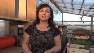 Обработка земляники весной. "Бургундская смесь".