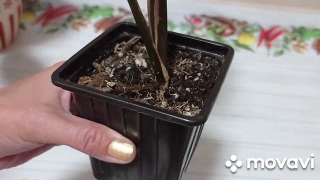 Комнатные цветы. Фавориты июня. Цветущие и не цветущие растения.