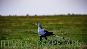 Голоса и звуки животных Африки для детей