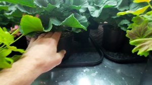 Правильный полив пеларгоний и других растений !