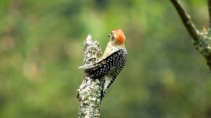 Самые красивые птицы 4k | Райские птицы | Воссоединение с природой | Music therapy | Музыка для душ